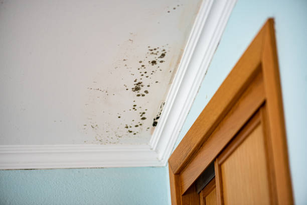 Best Commercial Mold Remediation in West Yarmouth, MA