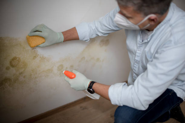 Best Post-Flood Mold Remediation in West Yarmouth, MA