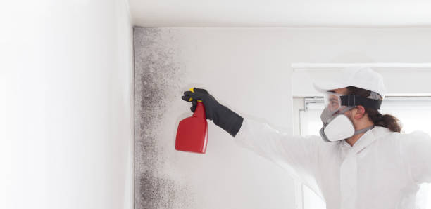 Best Crawl Space Mold Remediation in West Yarmouth, MA