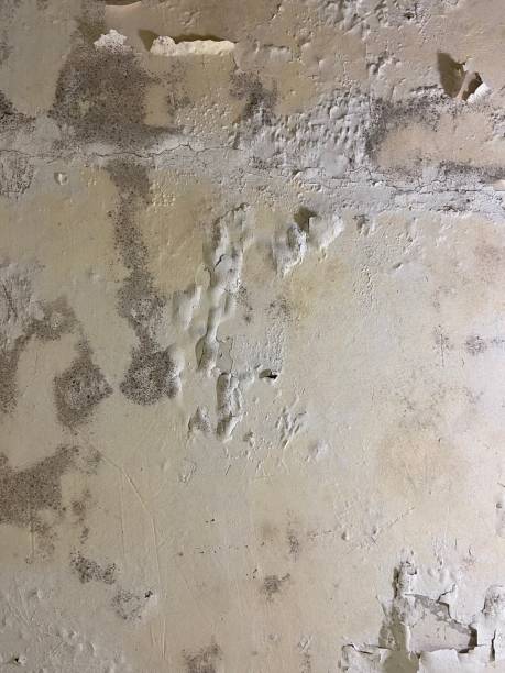 Best Black Mold Remediation in West Yarmouth, MA